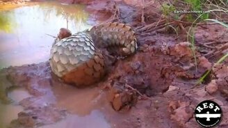 Удивительный ящер - смотреть видео (1:00)