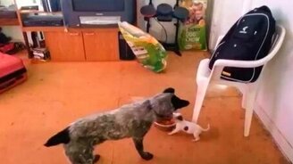 Моя миска, уйди прочь! - смотреть видео (0:20)