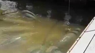 Кормят рыб-гигантов - смотреть видео (1:04)