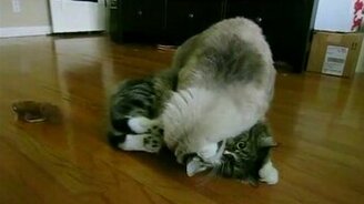 Замедленные кадры жизни кошек - смотреть видео (1:36)