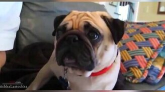 Провинившиеся собаки - смотреть видео (5:56)