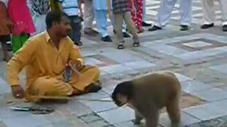 Выступление дрессированной обезьянки - смотреть видео (1:16)