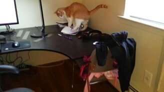 Отучиваем кота ходить по столу - смотреть видео (0:22)