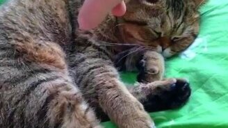 Когда с кошкой можно делать всё, что угодно - смотреть видео (3:34)