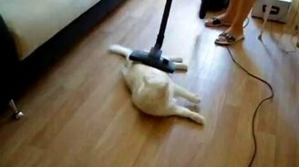 Кот не боится пылесоса - смотреть видео (0:26)