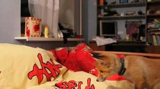 Лисёнок-охотник - смотреть видео (1:38)