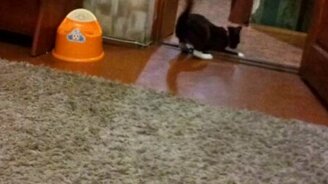 Кот бегает за апортом - смотреть видео (1:07)