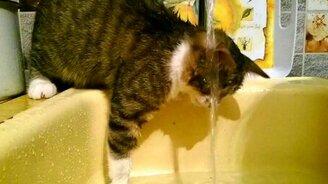 Кошка и струя из крана - смотреть видео (1:31)