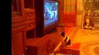 Кот смотрит телевизор - смотреть видео (0:45)