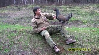 Храбрый глухарь и охотник - смотреть видео (4:17)