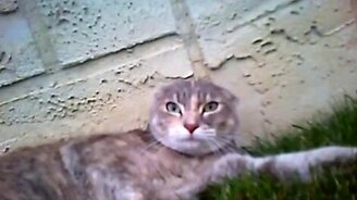 Драка котов от первого лица - смотреть видео (1:40)