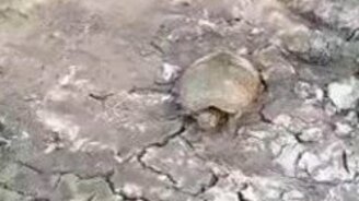 Вернули черепашку в её стихию - смотреть видео (0:15)