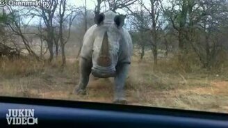 Носорог атакует автомобиль - смотреть видео (0:35)