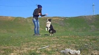 Девочка дрессирует пса - смотреть видео (1:53)