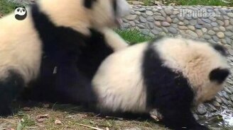 Разборки у панд - смотреть видео (1:06)