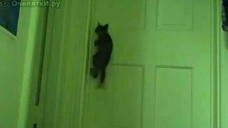Взлом по-кошачьи - смотреть видео (0:15)