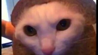 Сборник приколов со зверушками - смотреть видео (3:32)