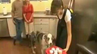 Пёс с безумными глазами - смотреть видео (0:25)