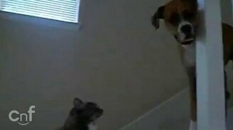 Кошка как непреодолимое препятствие - смотреть видео (1:03)