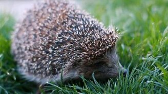 Ёжик при близком рассмотрении - смотреть видео (0:36)