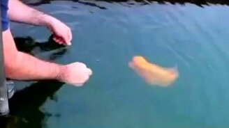 Яркая ручная рыбка - смотреть видео (0:56)