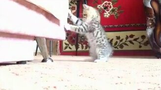 Противостояние котёнка и черепахи - смотреть видео (2:04)