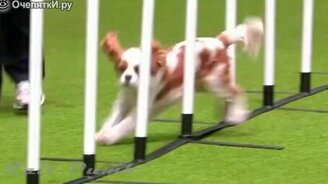 Чудные сюжеты с людьми и животными - смотреть видео (6:17)