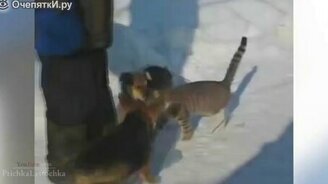 Кошки-чудики в нарезке - смотреть видео (5:03)