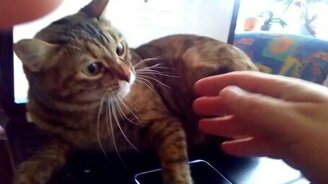 Кошка против интернета - смотреть видео (0:32)