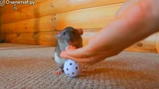 Удивительные трюки крысы - смотреть видео (3:20)
