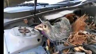 Поселились под капотом - смотреть видео (0:49)