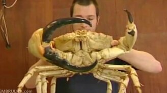 Самый большой краб в мире - смотреть видео (0:58)