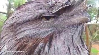 Учимся строить глазки - смотреть видео (0:12)