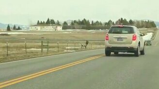 Олень чуть не остался в одиночестве - смотреть видео (1:15)