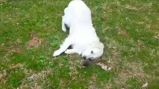 Собака и крот - смотреть видео (0:28)