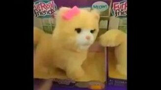 Кот-металлюга - смотреть видео (0:10)