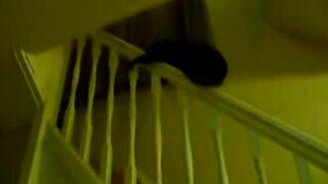 Неуклюжий котёнок - смотреть видео (0:19)