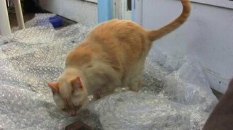 Кошки на минном поле - смотреть видео (1:14)