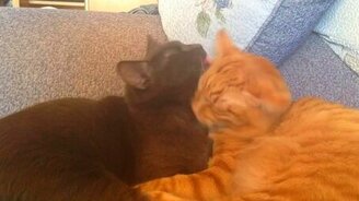 Ласковая кошачья идиллия - смотреть видео (1:03)