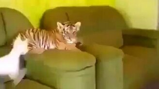 Игривый малыш тигрёнок - смотреть видео (0:27)