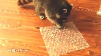 Енот и пузырчатая плёнка - смотреть видео (0:57)