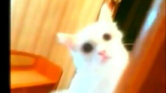 Паранормальный котяра - смотреть видео (0:29)