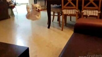 Собака шла к успеху - смотреть видео (0:27)