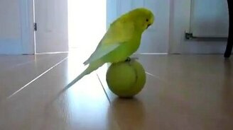 Попугай и теннисный мячик - смотреть видео (1:37)