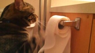 Кот наводит порядок - смотреть видео (1:13)