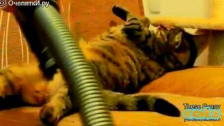 Весёлые кошки против пылесосов - смотреть видео (2:03)