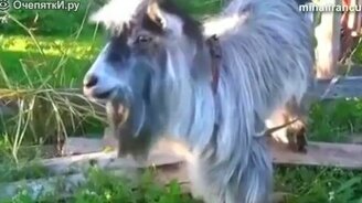 Приколы с козлами и козлятами - смотреть видео (2:48)