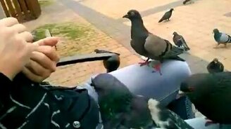 Наглость - второе счастье голубей - смотреть видео (0:44)