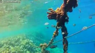 Внутри подводного мира - смотреть видео (6:02)