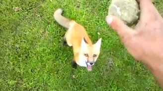 Лиса приносит апорт - смотреть видео (0:52)